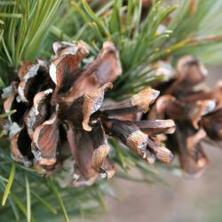 Pinus parviflora 'Peterson' (Peterson Japanese White Pine), cone, mature