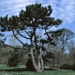 Pinus nigra (Austrian Pine), habit, spring