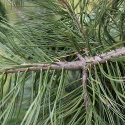 Pinus peuce 'Jeddeloh' (Jeddeloh Balkan Pine), bark, twig