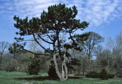 Pinus nigra (Austrian Pine), habit, spring
