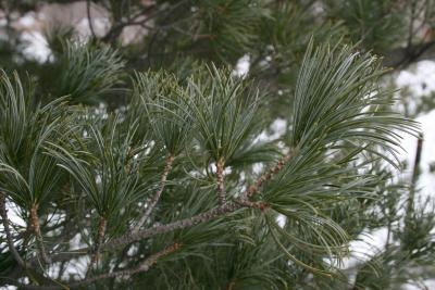 Pinus parviflora (Japanese White Pine), leaf, mature