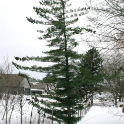Pinus parviflora (Japanese White Pine), habit, winter