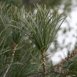 Pinus parviflora (Japanese White Pine), bark, twig
