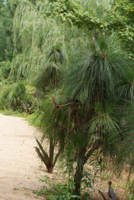 Pinus palustris (Longleaf pine), habit, summer