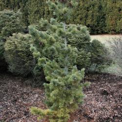 Pinus parviflora 'Peterson' (Peterson Japanese White Pine), habit, winter