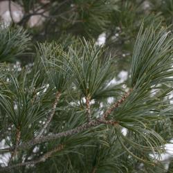 Pinus parviflora (Japanese White Pine), leaf, mature