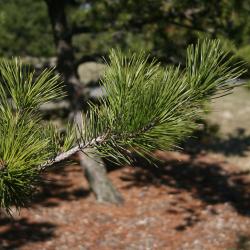 Pinus pungens (Table Mountain Pine), bark, branch