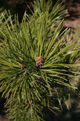 Pinus pungens (Table Mountain Pine), leaf, mature