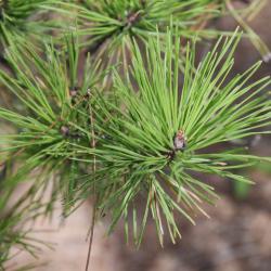 Pinus pungens (Table Mountain Pine), bud, terminal
