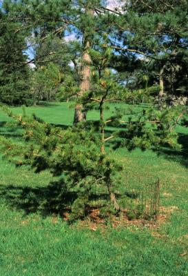 Pinus pungens (Table Mountain Pine), habit, spring