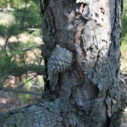 Pinus pungens (Table Mountain Pine), bark, mature