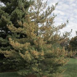 Pinus strobus (Eastern White Pine), habit, fall