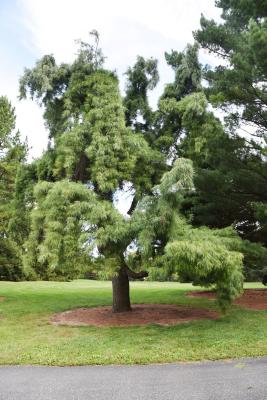 Pinus strobus 'Pendula' (Weeping Eastern White Pine), habit, summer
