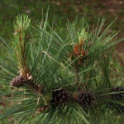 Pinus resinosa (Red Pine), habit, summer