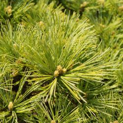 Pinus strobus 'Greg' (Greg Eastern White Pine), leaf, spring