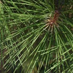 Pinus resinosa (Red Pine), leaf, mature