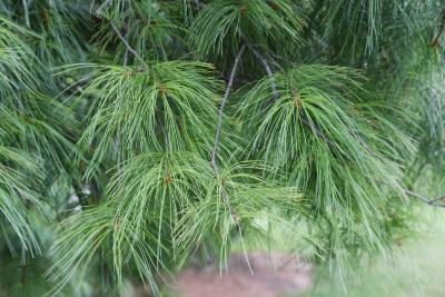 Pinus strobus 'Pendula' (Weeping Eastern White Pine), leaf, summer