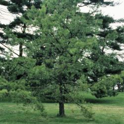 Pinus rigida (Pitch Pine), habit, spring
