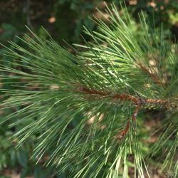Pinus resinosa (Red Pine), leaf, mature
