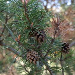 Pinus sylvestris (Scots Pine), cone, mature