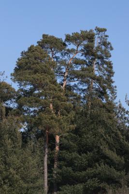 Pinus sylvestris (Scots Pine), habit, winter