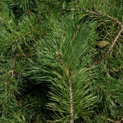 Pinus sylvestris 'Hillside Creeper' (Hillside Creeper Scots Pine), leaf, summer