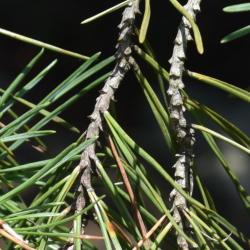 Pinus sylvestris (Scots Pine), bark, twig