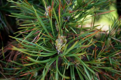 Pinus sylvestris 'Globosa Viridis' (Dwarf Scots Pine), leaf, spring