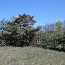 Pinus sylvestris (Scots Pine), habitat