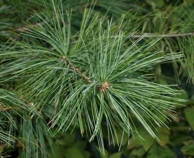 Pinus strobus (Eastern White Pine), leaf, mature