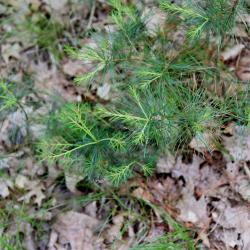 Pinus strobus (Eastern White Pine), habit, young