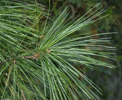 Pinus strobus (Eastern White Pine), leaf, mature