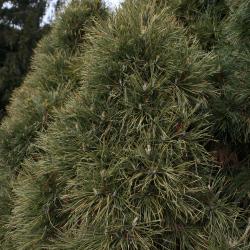 Pinus sylvestris 'Globosa Viridis' (Dwarf Scots Pine), habit, winter
