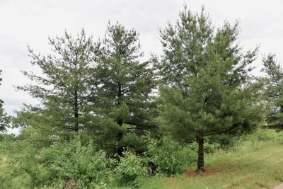 Pinus strobus (Eastern White Pine), habit, young