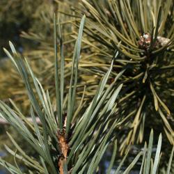 Pinus sylvestris (Scots Pine), leaf, winter
