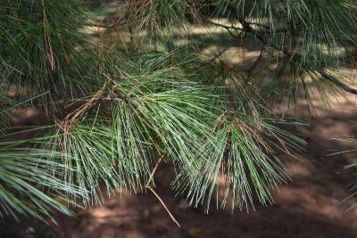 Pinus strobus (Eastern White Pine), leaf, fall