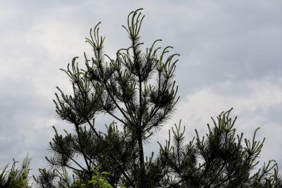 Pinus strobus (Eastern White Pine), leaf, young