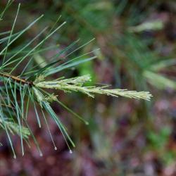 Pinus strobus (Eastern White Pine), leaf, new