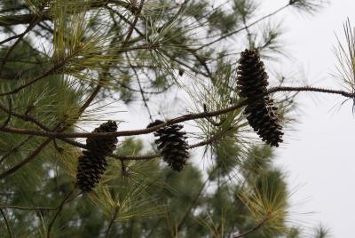 Pinus taeda (Loblolly pine), cone, mature