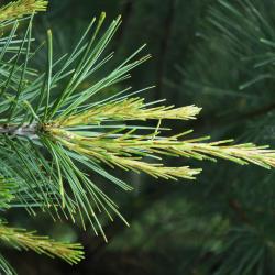 Pinus strobus (Eastern White Pine), leaf, spring