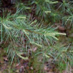 Pinus strobus (Eastern White Pine), leaf, spring