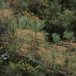 Pinus strobus (Eastern White Pine), leaf, fall
