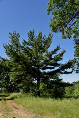Pinus strobus (Eastern White Pine), habit, summer
