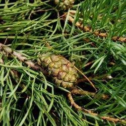Pinus sylvestris 'Hillside Creeper' (Hillside Creeper Scots Pine), cone, immature