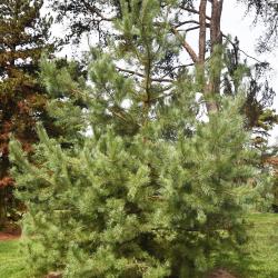 Pinus sylvestris var. hamata (Hamata Pine), habit, summer