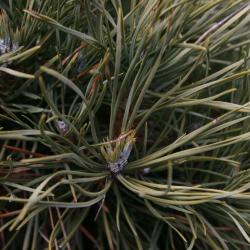Pinus sylvestris 'Globosa Viridis' (Dwarf Scots Pine), leaf