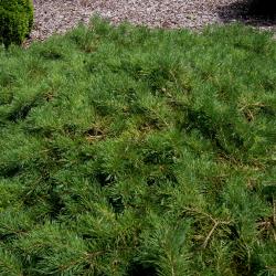 Pinus sylvestris 'Hillside Creeper' (Hillside Creeper Scots Pine), habit, summer