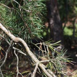 Pinus sylvestris (Scots Pine), bark, branch