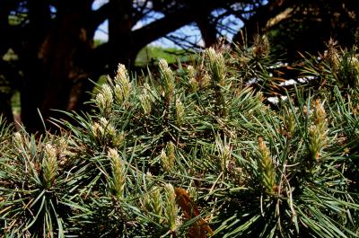 Pinus sylvestris 'Watereri' (Waterer Scots Pine), leaf, spring