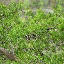 Pinus virginiana (Virginia Pine), habit, spring